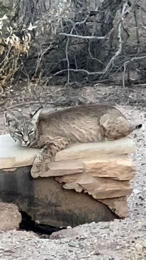 This Bobcat is living up to his name as he flicked his little tail around. Unlike many other wild cats with long tails, the bobcat’s tail is short—usually around 5–7 inches—and often looks as though it’s been cut or “bobbed.” Early settlers in America noticed this distinct feature and started calling the animal a “Bobcat.” Notice how he could care less that my 80-pound dog is standing with me. If you’re on Instagram I’d appreciate you giving my page a follow as I try and grow on that platform! h