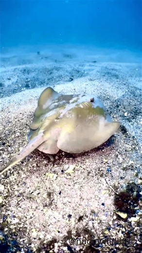 Nadezhda on Instagram: "The Common Stingaree (Trygonoptera testacea) is a species of Stingray in the family Urolophidae. The most abundant ray in inshore waters off Eastern Australia, it generally inhabits estuaries, sandy flats, and rocky reefs from the shore to a depth of 60 m. Stingrays have long, thin, whip-like tails equipped with one to three barbed venomous spinal blades. Although they are generally shy, they may strike when unintentionally stepped on. Their venom causes intense pain, but