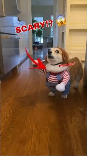 Ranking the Scariest Dog Costumes Moments 🐶😱 | Funny Yet Creepy #tiktok #shorts #halloween