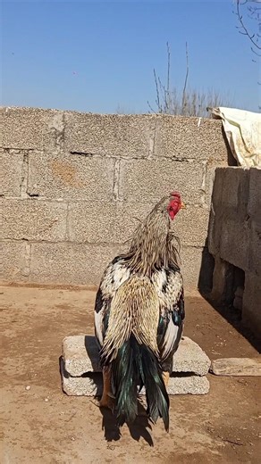 Masha Allah ❤️#aseel #aseelmurga #murga #javaaseel #rooster