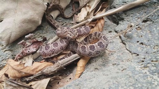 Learning to identify venomous versus non-venomous snakes in the field