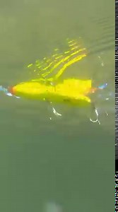 758K views · 1.9K reactions | MaxRap Walk’n Roll 10 in action  | Rapala | Facebook