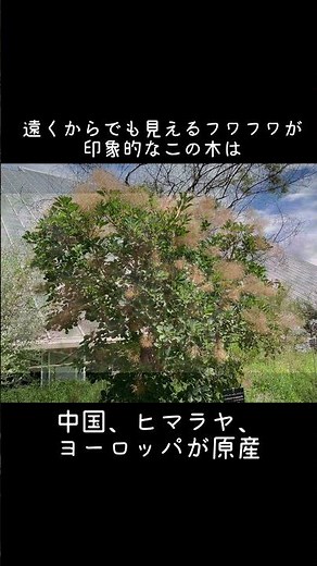 30-Second Plant Intro: Smoke Tree #shorts #30secondplantintro #gardening