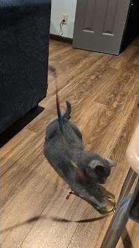 This cat wand toy is a winner!
