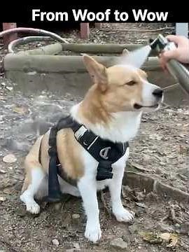No Crime in a Dog’s Glow-up!