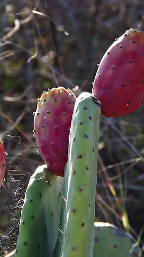 Learn how to eat a prickly pear, cactus fruit, Indian fig, tuna, etc. #pricklypear #cactusfruit #fruit