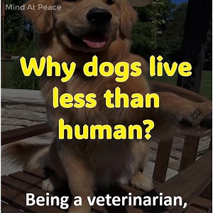 Why dogs live less than human? | Mind At Peace