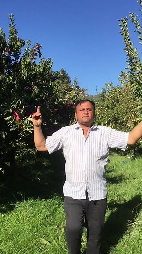 Exploring Apple Orchards: A Guide to Fruit Harvesting