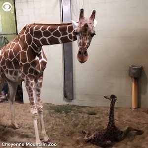 9.9K views · 116 reactions | LEARNING TO WALK: Take a look at some of this giraffe's wobbly first steps just minutes after it was born! The giraffe was born Saturday at the Cheyenne Mountain Zoo in Colorado Springs, CO. The baby giraffe is about 6 feet tall and doesn't have a name yet. | First Alert 7 | Facebook