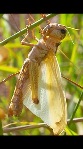 2.6K views · 54 reactions | Locust pt 1 #insects #locust #documentary #wildlife | Animals Z | Facebook