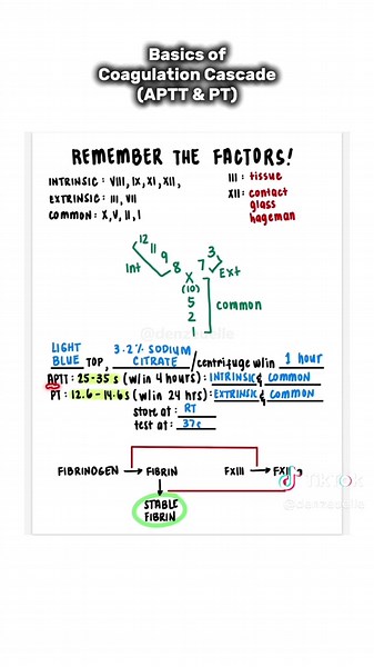 Understanding Coagulation Cascade & Coagulation Factors | MedTech Basics