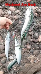 Sea Fishing Uk Mackerel Fishing Fish Beach Fishing Scotland #fish #fishingvideo #fishingline #fish