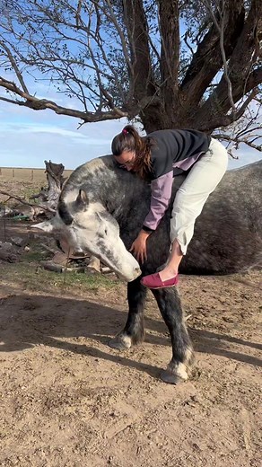 Para los que me quieren ver arriba de un percheron 🤩 #percheron #horses #caballos #percheronpostier #campoargentino