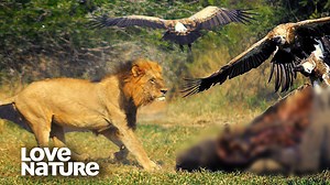 Watch as these powerful lions fiercely defend their hard-earned meal from a group of hungry vultures. The natural world never ceases to amaze! | Love Nature