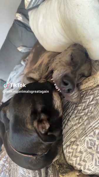 #bestfriends #dogs #greatdane #mut #pets #foryoupage