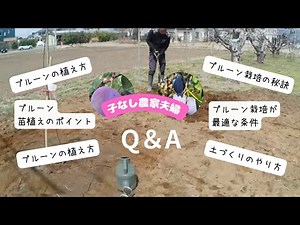 【プルーン栽培】苗を植えるポイントや栽培を成功させるポイントを教えます！#プルーン苗の植え方 #プルーン栽培初心者 #子なし夫婦の挑戦