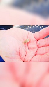 5.4K views · 11 reactions | In this video Ben talks a bit about using Sand Crabs for various species from the SoCal surf. Effective all over the country, these baits are awesome! #OkumaFishing #SurfFishing | Okuma Fishing USA | Facebook