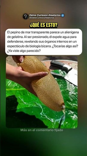 Este es el Pepino de Mar 🥒 #curiosidades #misterios