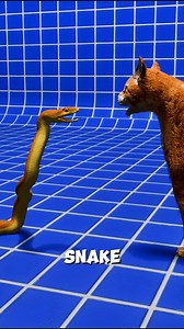 what happens when a snake and a cat face off? | Clarify Now
