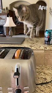 218K views · 1.6K reactions | Breakfast is ready 說 #afv #cats #funny | America's Funniest Home Videos | Facebook