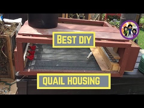 How to Setup a Self Cleaning Coturnix Quail Cage: Easy and Low Maintenance