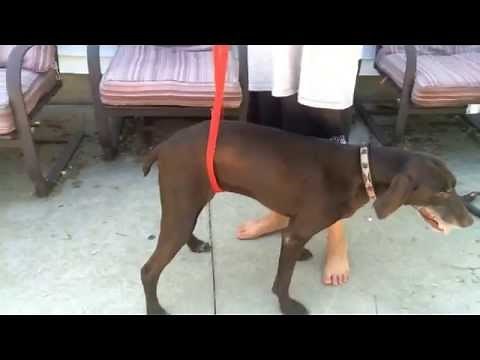 How to make a home made harness