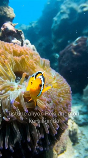 The Fish That Lives Inside Deadly Venom 🐠