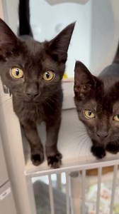 Whether they are wide-eyed explorers or sleepy snugglers, these kittens are ready to fill your life with love and purrs! 🐱💖 Stop by our adoption center this weekend to meet your new best FURiend 🐾 #adoptdontshop #rescuecats #seattlecats #seattleareafelinerescue #kittens | Seattle Area Feline Rescue