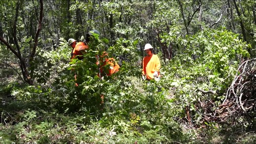 Colfax I Forest Resilience Bond: Tribal-led conservation finance model | Blue Forest posted on the topic | LinkedIn