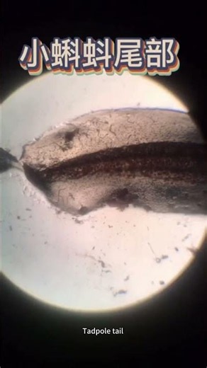 #microscope #magnification