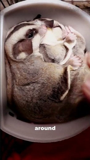 What EXOTIC Animals Make Great Pets?