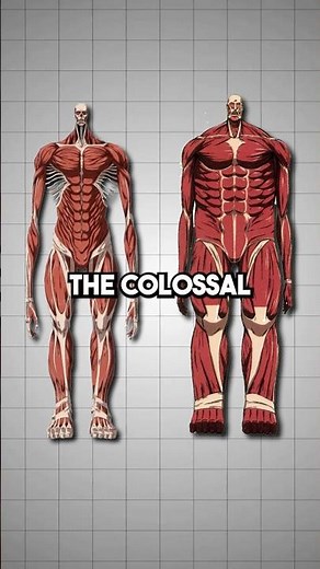 Colossal Titan vs Wall Titans | AOT Explained #attackontitan #armin #aot