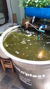 Asi de facil es tener tus peces tipo tilapias en casa, solo necesitas 2 metros cuadrados como mínimo @aguacaucaoficial Se puede criar peces en canecas Peces tilapia roja Alimentacion tilapias Que comen las mojarras Que comen las tilapias Oxigenacion de pecera sin Como se alimentan las tilapias Que comen las tilapias Alimentacion Alimentacion peces como fabricar un estanque para criar tilapias Alimento casero para peces Alimento casero para tilapias Cultivar peces en tanques en casa Cultivo de pe