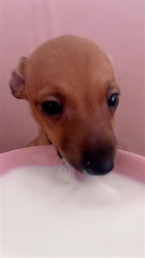 Why Milk is a Favorite Treat for Dogs