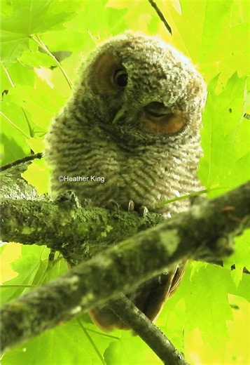 Cuteness Alert: Red Morph Baby Screech Owl Winks!