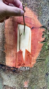 241K views · 768 reactions | Grafting technique for beginners use old durian tree | Borneo Forester | Facebook