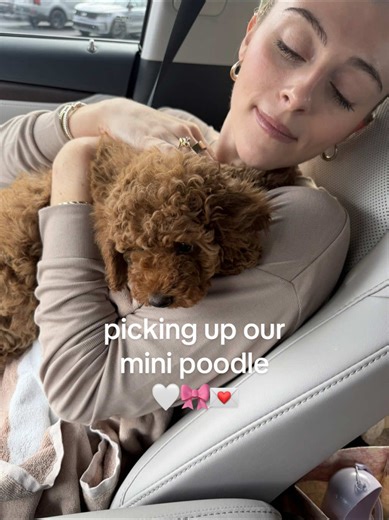 Excited to Welcome Our New Mini Poodle, Eloise!
