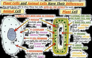 Flipped Learning: Cells