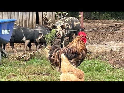 Tennessee Homestead living