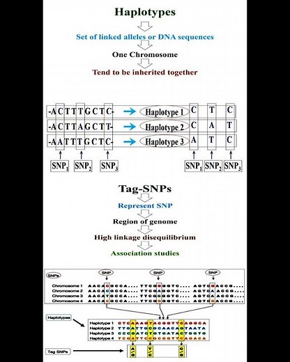 Haplotypes and Tag SNPs #geneticteacher