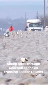 148K views · 3.8K reactions |  BAAAAA: Around 1,500 sheep made their way through Caldwell on Wednesday, with another 1,500 expected to cross Saturday. They are on their way to their summer grazing fields. KTVB Tyson White | Maggie O'Mara | Facebook