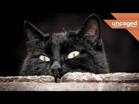 Are Black Cats REALLY Bad Luck?