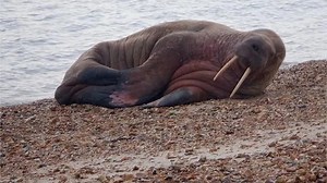 Walrus lounges on Hampshire beach more than 2,000 miles from home in Arctic Ocean