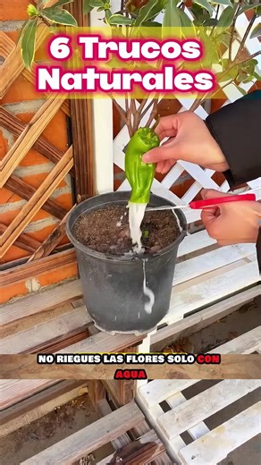 6 Trucos Naturales para Jardinería en Casa