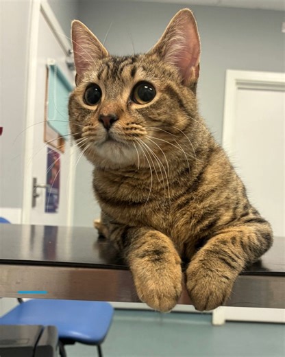 ProVetSurg on Instagram: "This little rascal is Ivy. Ivy was a 6 month old kitten when she presented with a gradually worsening right pelvic limb lameness. On examination, a grade 4 medial patella luxation was identified. A CT scan was performed to assess femoral and tibial conformation. There was no deformity to the right femur; however, significant internal torsion between the distal femur and proximal tibia was noted at the right stifle. Given Ivy’s young age and open physes, a soft tissue ap