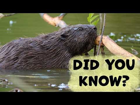 EURASIAN BEAVER Species Guide