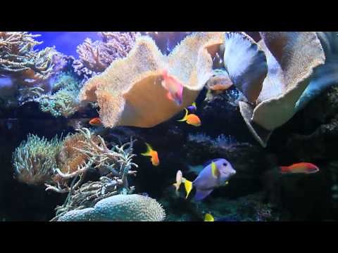 Widex - ZEN Melodie Coral