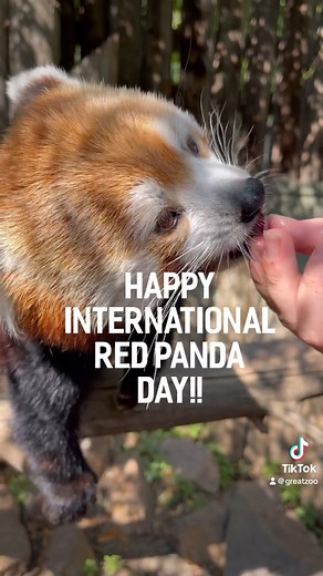 Happy #InternationalRedPandaDay! 🐾 While they are NOT related to the giant panda, these adorable creatures have GIANT personalities! They also have a secret weapon for climbing and dining – a pseudo thumb in their front paws! Check out Oliver's training session with Zookeeper Jenna and visit our red pandas this weekend at Great Plains Zoo! ❤️ #GPZoo #zoo #adorable #zooanimals #RedPandas #WildlifeWonder | Great Plains Zoo
