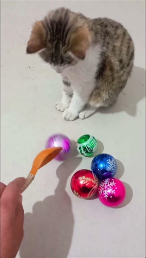 MurMur loves football! ⚽🐾 #football #cat #soccer #marblerunandmore
