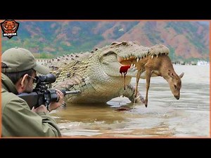 How Riffle Hunters Take Down Thousands Of Monster Crocodiles In Mozambique | Wild Boar Hunting